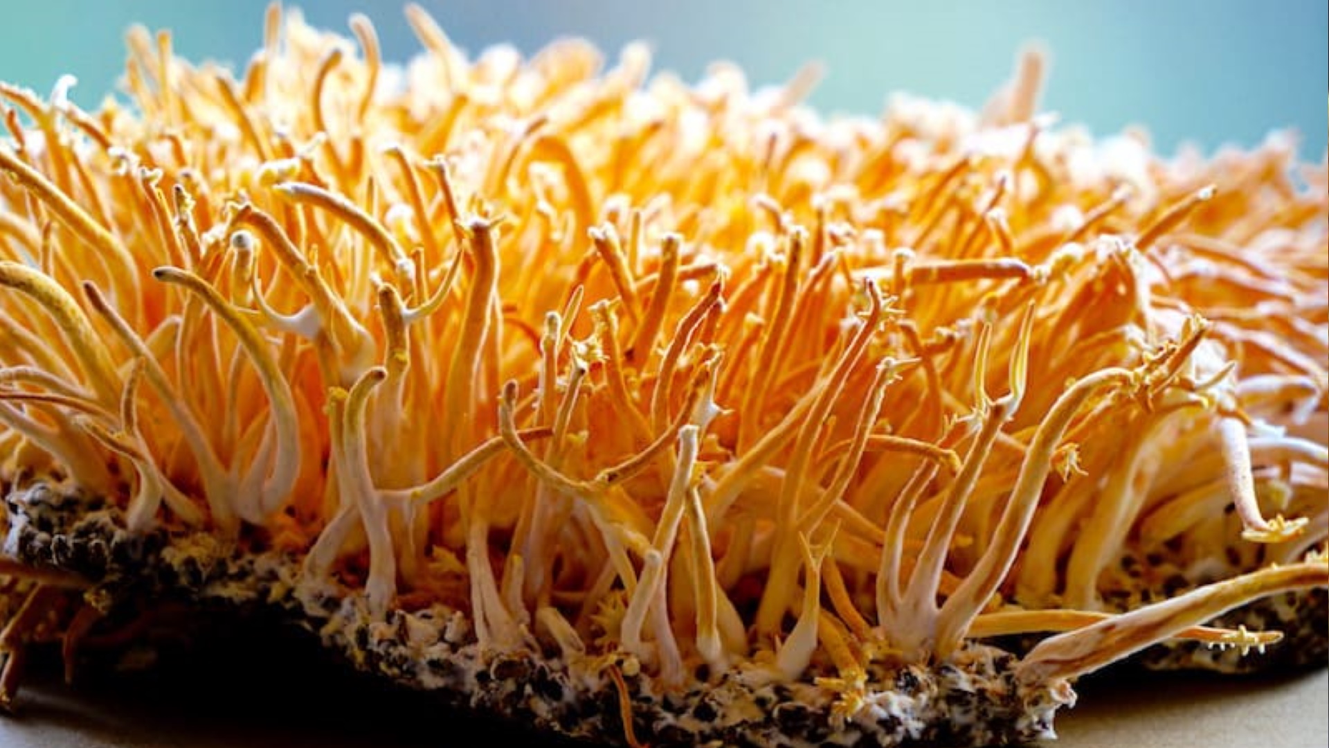 A Comprehensive Guide to the Benefits of Cordyceps Functional Mushrooms
