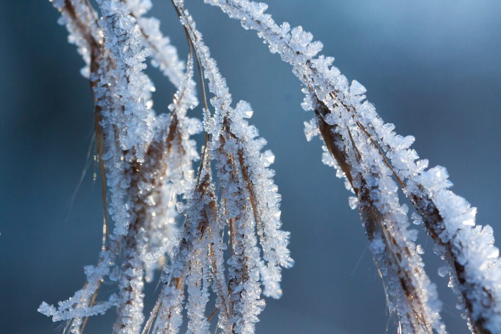 Hoarfrost Marijuana Strain